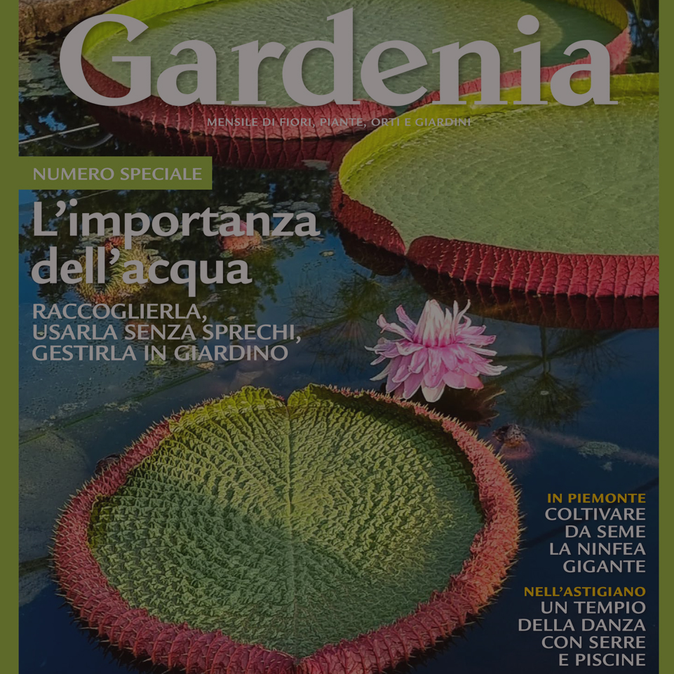 Cover Gardenia